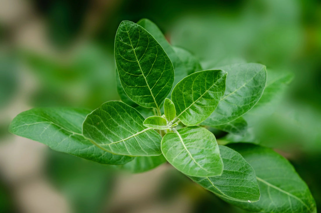 我們的三款南非醉茄膠囊(Ashwagandha)有什麼不同？