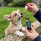 3% -10% 狗狗專屬CBD油